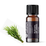 Ružmarin (Rosmarinus officinalis L. Kemotip 1,8 cineol) 10 ml