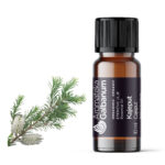 Kajeput (Melaleuca cajeputi) 10 ml