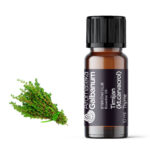 Timijan (Thymus vulgaris) 10 ml