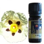 Bušin (Cistus ladaniferus) 1 ml