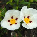 Bušin (Cistus ladaniferus) 1 ml - Slika 2