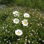 Bušin (Cistus ladaniferus) 1 ml - Slika 4